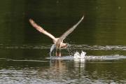 941IMG_0630