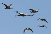 11IMG_0367