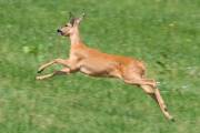 290IMG_7485