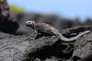 233IMG_0498