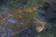 234IMG_0522