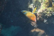 235IMG_0848
