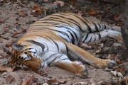 110IMG_5793