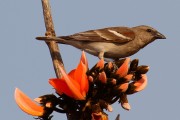 175IMG_4539