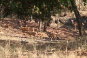 190IMG_5434