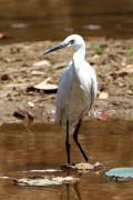 375IMG_8633
