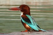 410IMG_9606