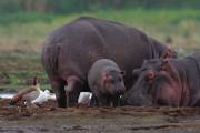 06-03IMG_7394