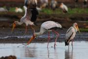 06-06IMG_6873
