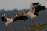 06-06IMG_7286
