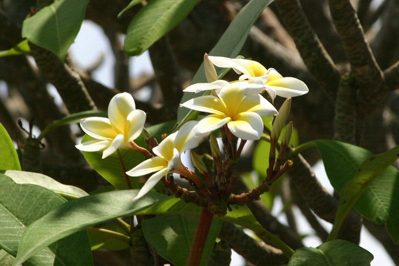 CRW_3950_RJ