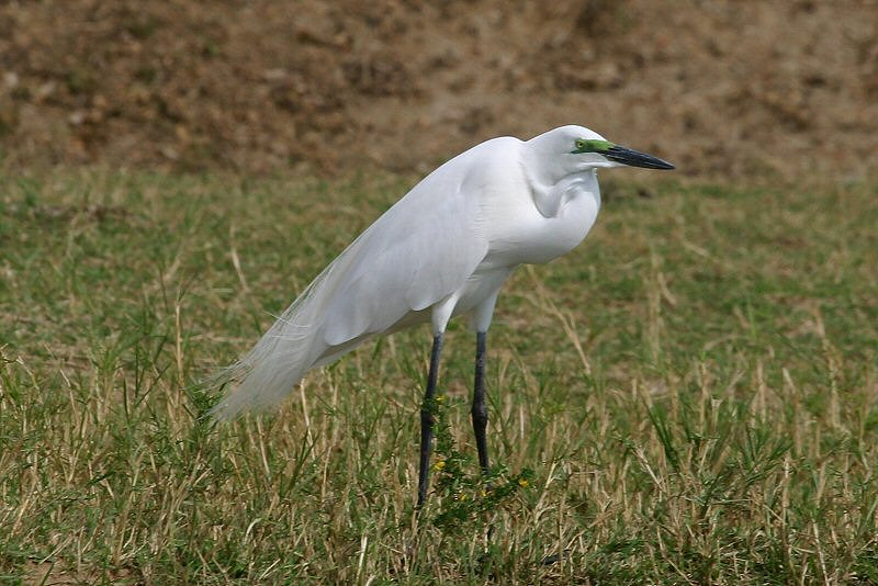 CRW_4188_RJ
