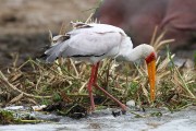 350IMG_0528