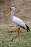 350IMG_0654