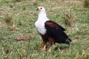 355IMG_9122
