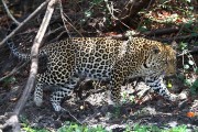 700IMG_6831