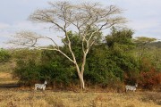 750V0104227