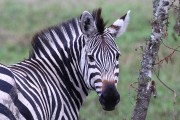 760IMG_6017