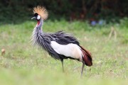 860IMG_5558